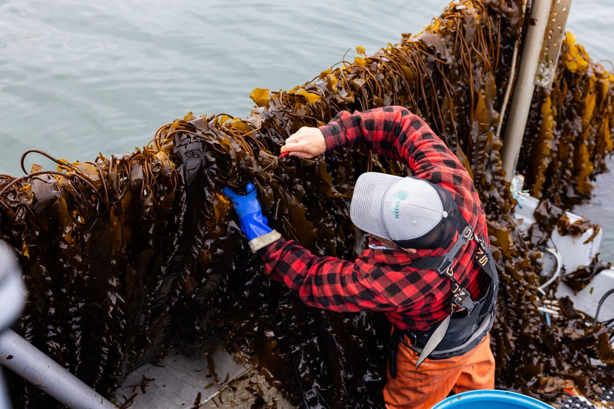 GreenWave tweet media