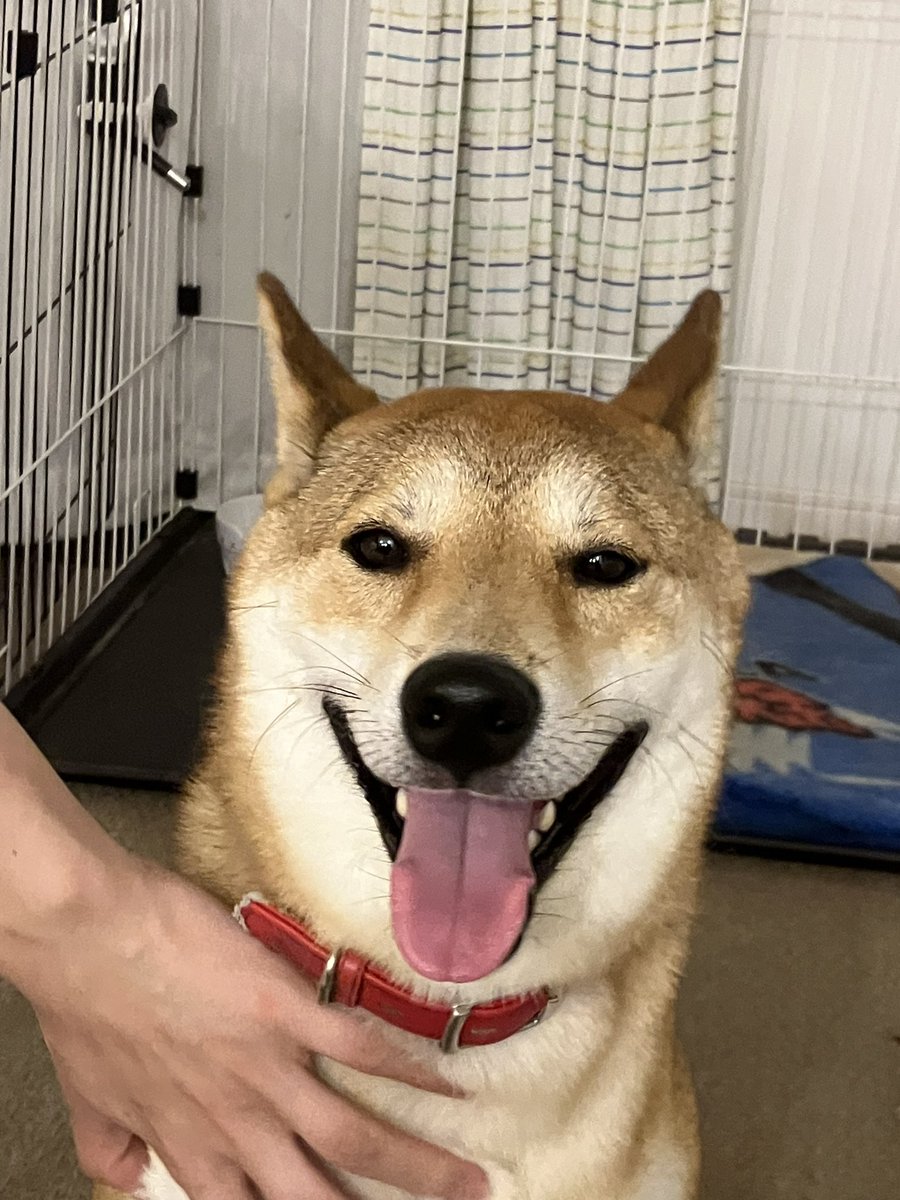 puukopooko's tweet image. 今日は主はお休みなので、成分献血に来ましたよ。

血管温めて一発で仕留めてくれました。👏

＃成分献血
＃袋詰めされる自分の血小板
＃また来ます