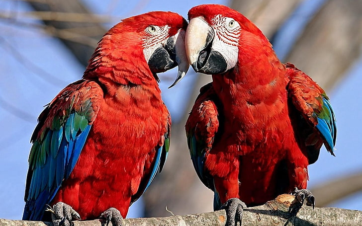 PedroHTunes's tweet photo. Cerca de 90% das aves são monogâmicas, seja tendo um par aparente pro resto da vida ou um par aparente por estação. 

 Mas por que aparente?   

Porque quando você faz exame genético nos filhotes, 30% não são do pai esperado na estação. https://t.co/8YXCLCcWaw