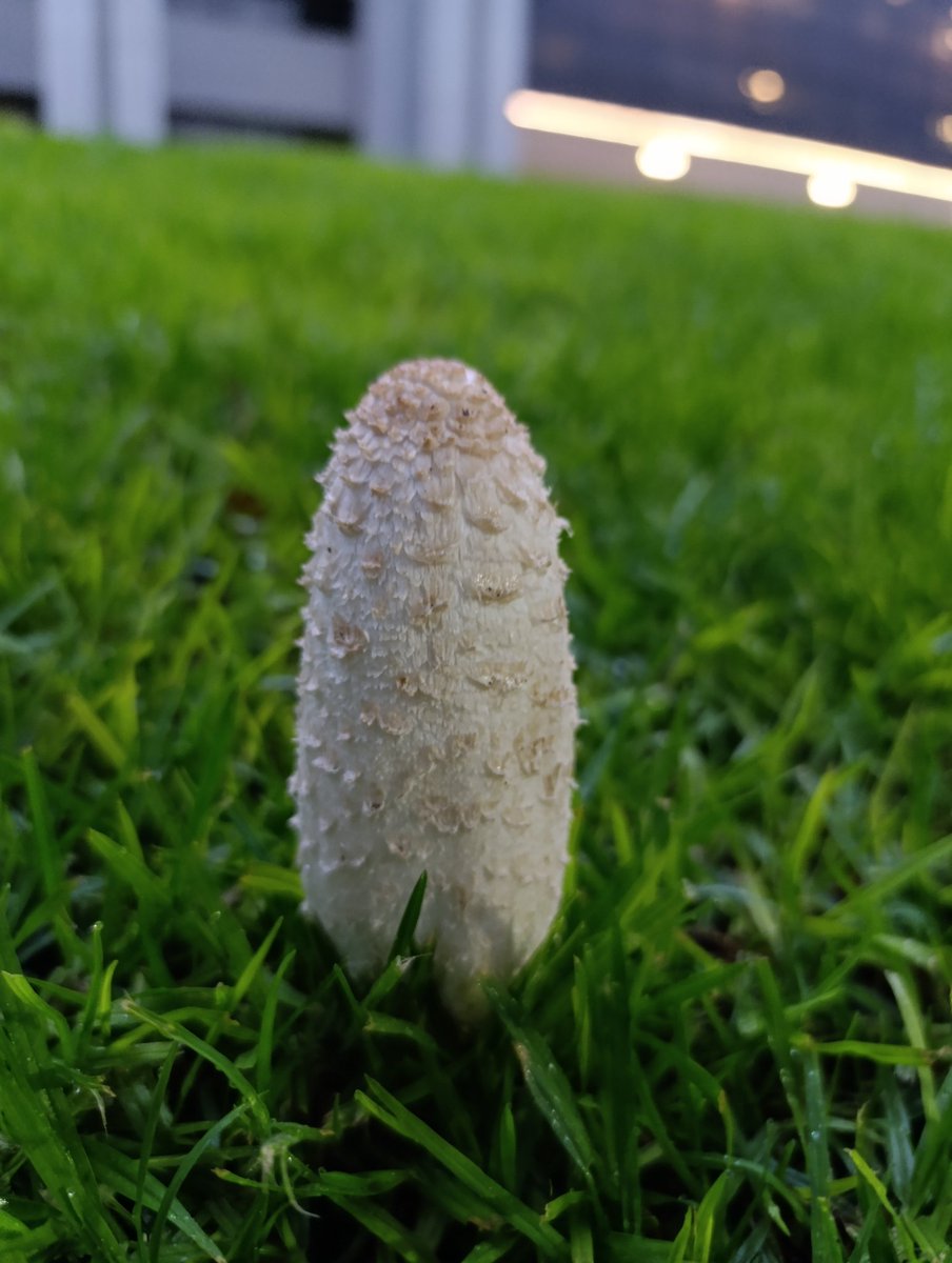 itza_blue's tweet photo. @Fungi_Cosas quiero saber qué es? cuando salí del trabajo ahí estaba, no sé si apenas estaba abriendo o ya estaba cerrando o así son 🍄🍄🍄 https://t.co/JJV3p8yEUq