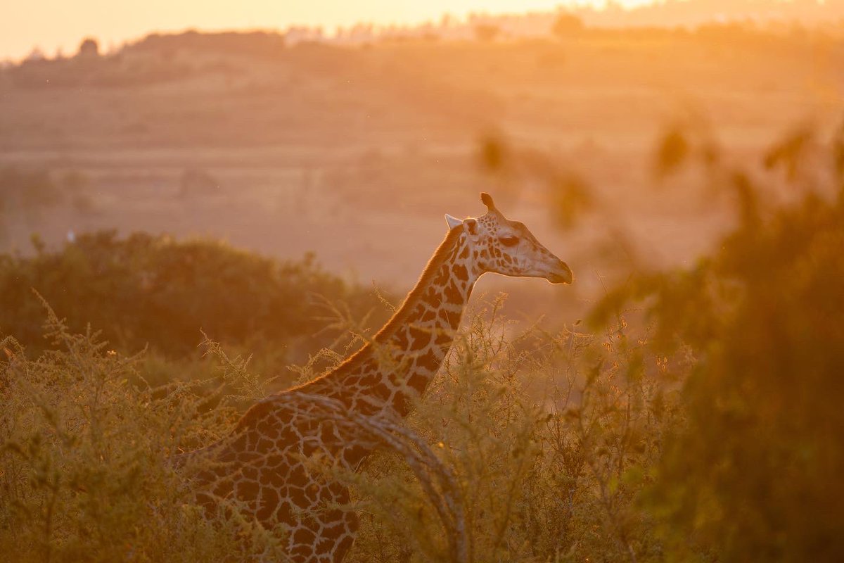 judahbrody's tweet photo. Akagera National Park 1 https://t.co/Ciq9aIFGcl