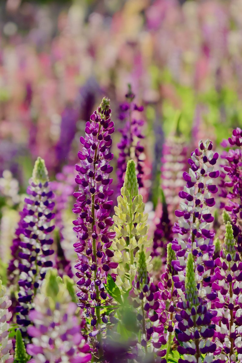 東京科学大学 つばめ写真研究部 tweet media