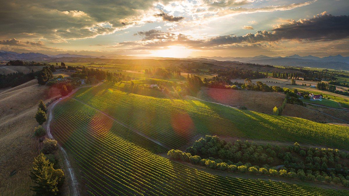 Dog Point Vineyard tweet media