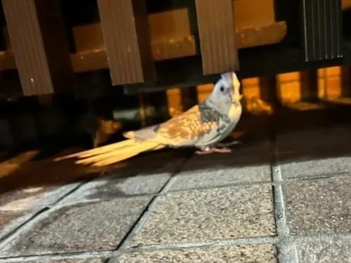 inkosagashi1002's tweet photo. 2024/7/10　20:30
🌟目撃されています🦜❇️
愛知県 #名古屋市西区
🔸オカメインコ目撃情報です ❗

保護をしようとしましたが
逃げてしまったとのこと
まだ付近で鳴き声がしていた
そうです

近隣の方々、目撃保護情報を🙏💞

#オカメインコ
#保護 #迷子鳥 #拡散希望 https://t.co/mWftM49INj https://t.co/SsMsiGykDb