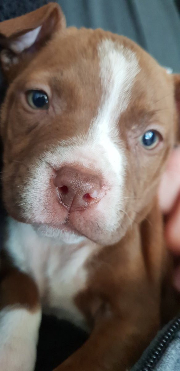 HarlsieVT's tweet image. Ahh I cant believe your 6 now!! Happy Birthday to my not so lil muffin, Harley 🥰❤️

#dog #dogsbirthday #vtuber #puppy