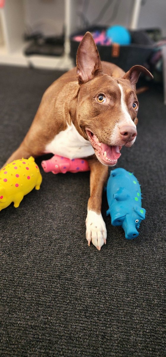 HarlsieVT's tweet image. Ahh I cant believe your 6 now!! Happy Birthday to my not so lil muffin, Harley 🥰❤️

#dog #dogsbirthday #vtuber #puppy