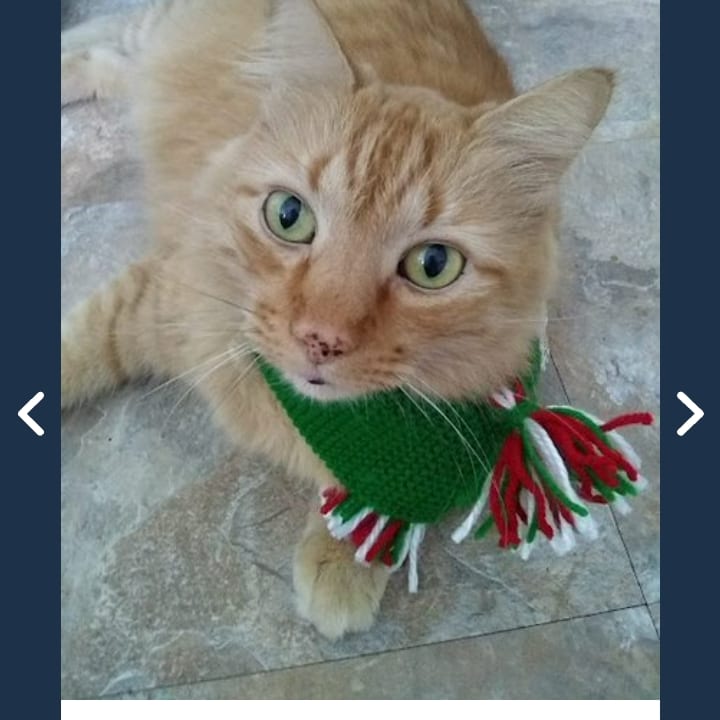 Pamela Curry tweet media