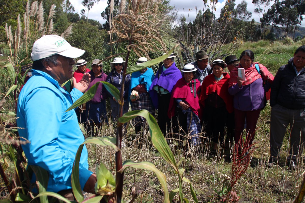 KOPIAEcuador's tweet photo. Técnicos del INIAP y del Centro KOPIA Ecuador brindaron una capacitación a productores de la Asociación SARIV en el manejo del cultivo de maíz y el  uso del biofertilizante. Además se mostraron resultados preliminares de los ensayos realizados en acolchado plástico. https://t.co/sb67QblngC