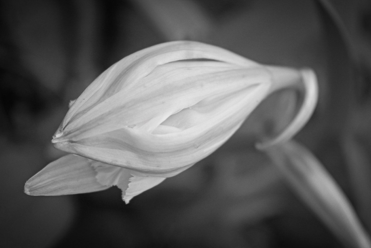 Photo_phile's tweet photo. Beauty is simplicity… https://t.co/ZCBDLH66RT
