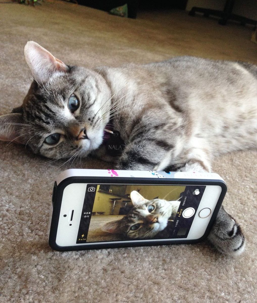 SolanaNala's tweet photo. Fur real, #Nala on Solana is the cat's meow! 🐱💸 https://t.co/5efuIdm2zi