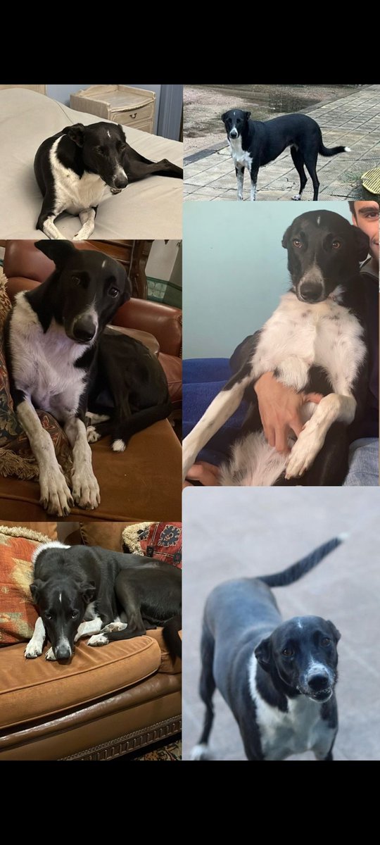 Muñeca no apareció 
aún, el último dato
que tenemos es que
le dieron de comer
cerca de La Soñada,
Rincón Floridense, pasando la Conaprole tomando a la izquierda.
El amor no tiene precio
pero se premiará con
100.000 pesos a quién
aporte datos certeros.
099639988