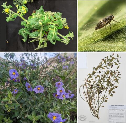 UC Riverside CNAS (@ucrcnas) on Twitter photo Wild plants and crops don’t make great neighbors news.ucr.edu/articles/2024/… #UCRscience #nativeplants #plants #crops #pathogens #entomology <a href="/UCRentomology/">UCR Entomology</a> #California #ucr #ucriverside Wild plants and crops don’t make great neighbors news.ucr.edu/articles/2024/… #UCRscience #nativeplants #plants #crops #pathogens #entomology <a href="/UCRentomology/">UCR Entomology</a> #California #ucr #ucriverside