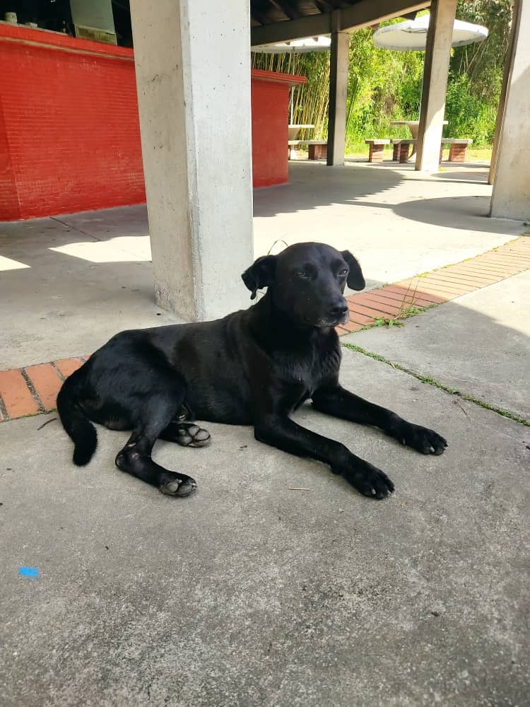 marimoooun's tweet photo. Los animales forman parte de la vida estudiantil.

Cuánto extraño a Teriyaki que me acompañó a casi todas mis clases de Física 1 el verano pasado https://t.co/4WQLCJ9DyP