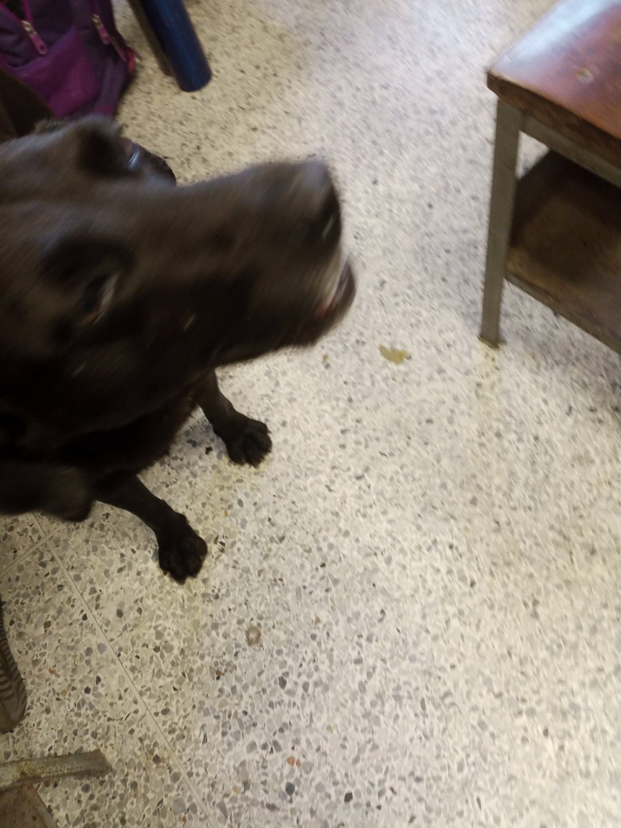 marimoooun's tweet photo. Los animales forman parte de la vida estudiantil.

Cuánto extraño a Teriyaki que me acompañó a casi todas mis clases de Física 1 el verano pasado https://t.co/4WQLCJ9DyP