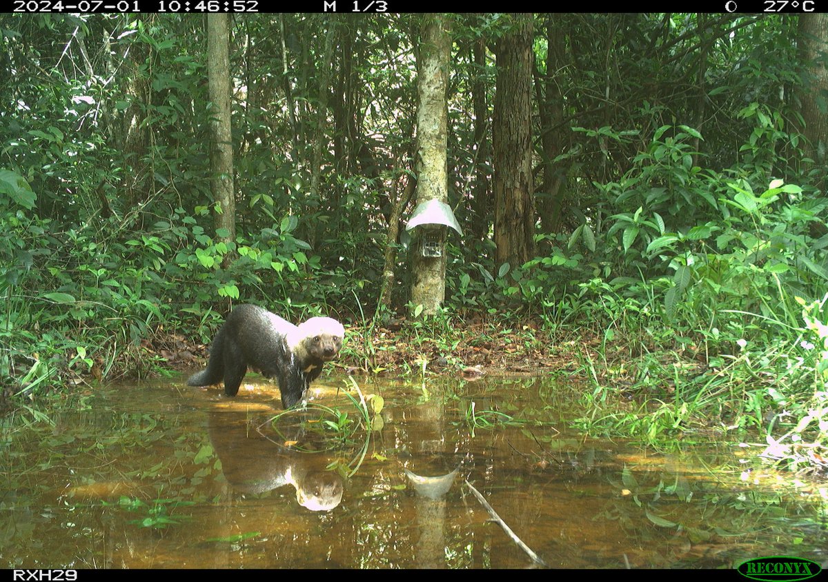 marcellajkelly's tweet photo. Haven't posted much recently, but just back from #Belize and got some nice #WednesdayWeasel photos from @whapavt @vt_fishwild https://t.co/OO3jZSibKG