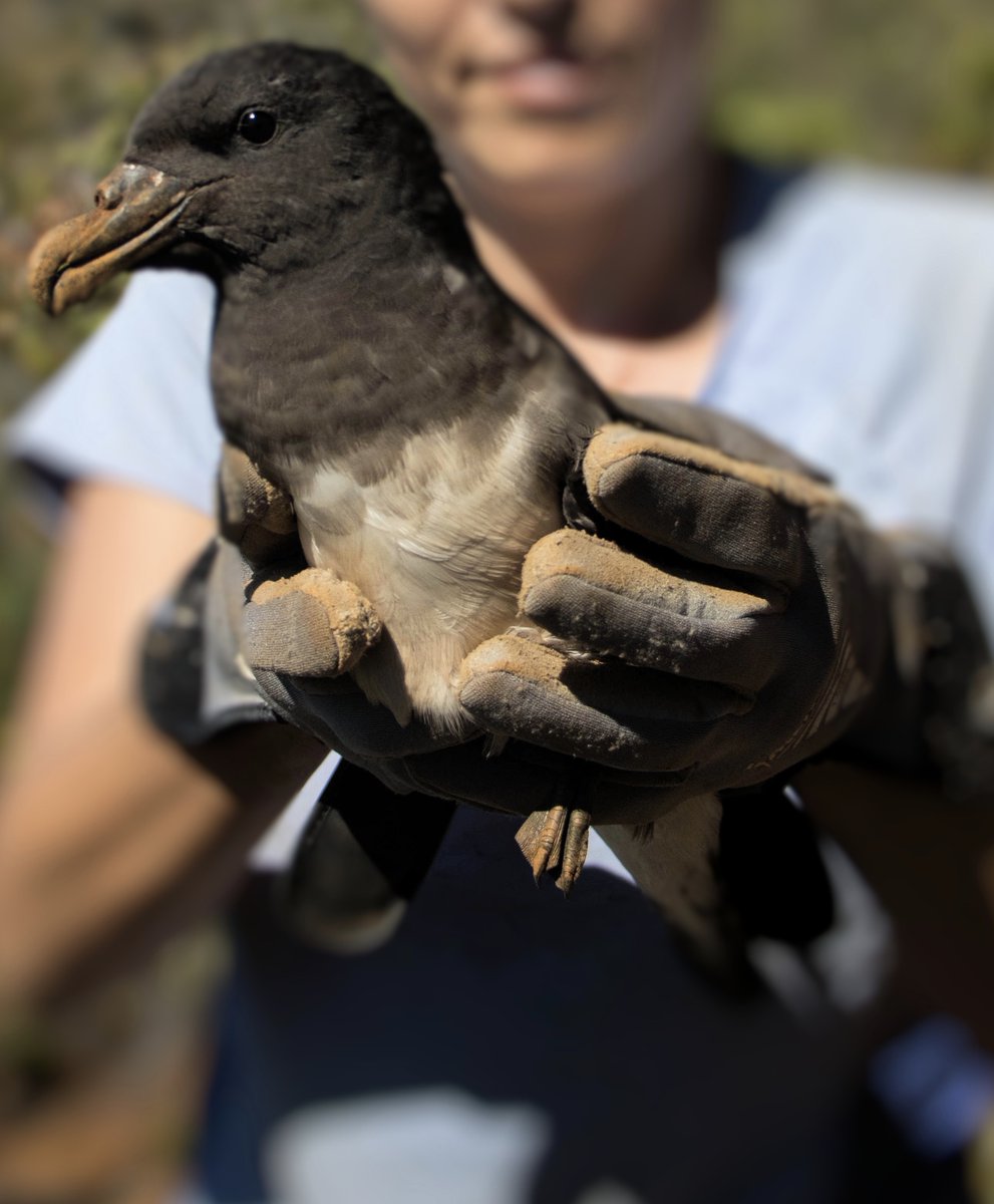 Bird Conservation New Caledonia tweet media