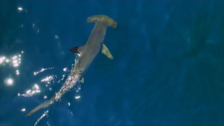Saving the Blue (@savingtheblue) on Twitter photo Tonight! Catch our own <a href="/DrGuttridge/">Tristan Guttridge</a> at 6pm on Expedition Unknown: Megalodon #sharkweek 🦈 #megalodon Tonight! Catch our own <a href="/DrGuttridge/">Tristan Guttridge</a> at 6pm on Expedition Unknown: Megalodon #sharkweek 🦈 #megalodon