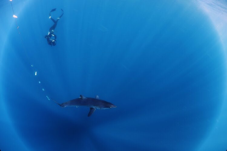 savingtheblue's tweet photo. Tonight! Catch our own @DrGuttridge at 6pm on Expedition Unknown: Megalodon #sharkweek 🦈 #megalodon https://t.co/1IASGYTSqx