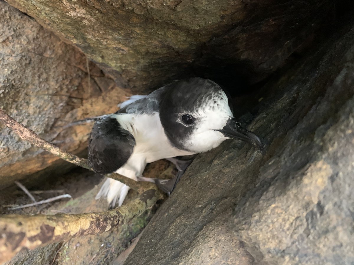 Bird Conservation New Caledonia tweet media