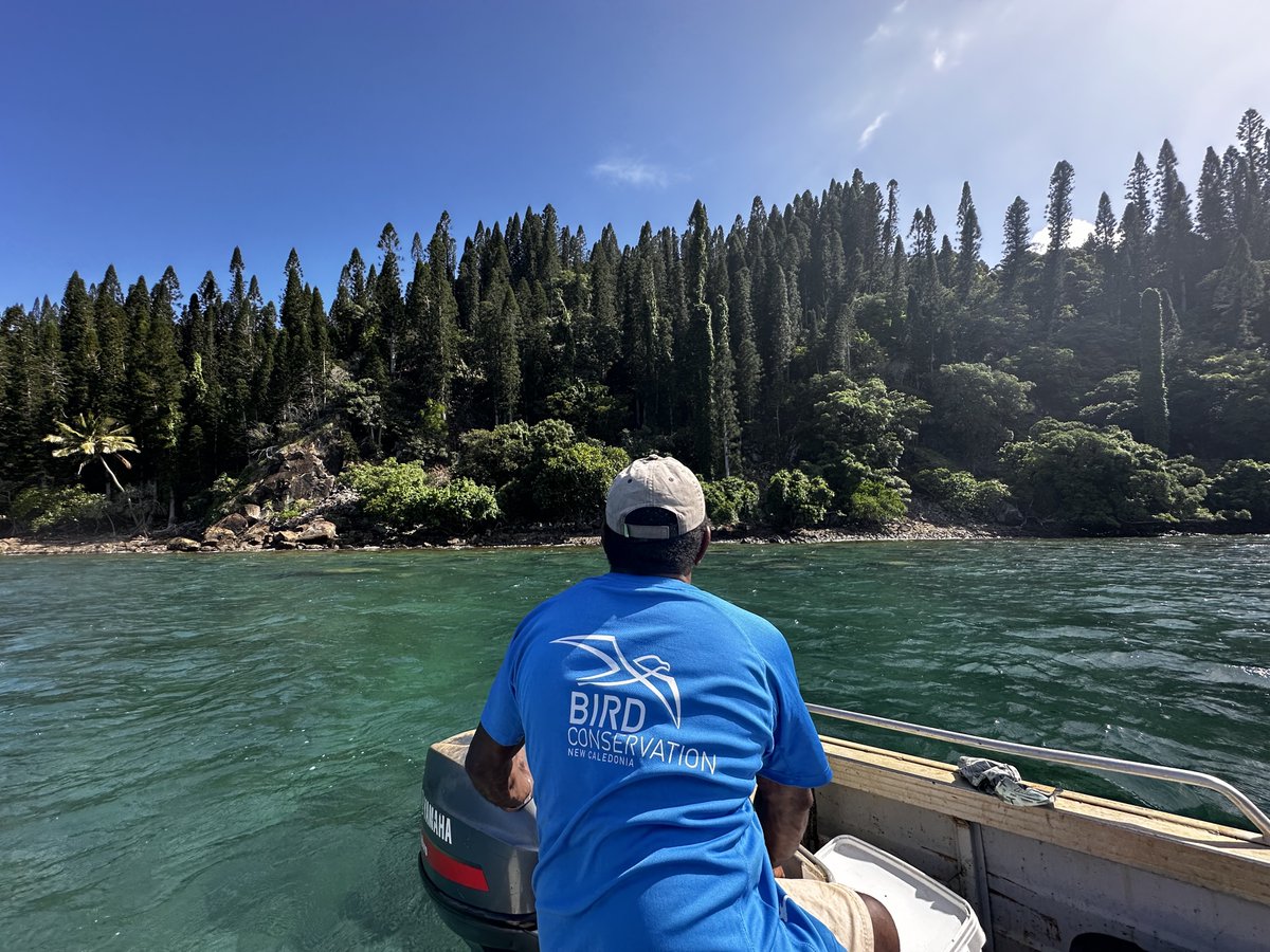 Bird Conservation New Caledonia tweet media