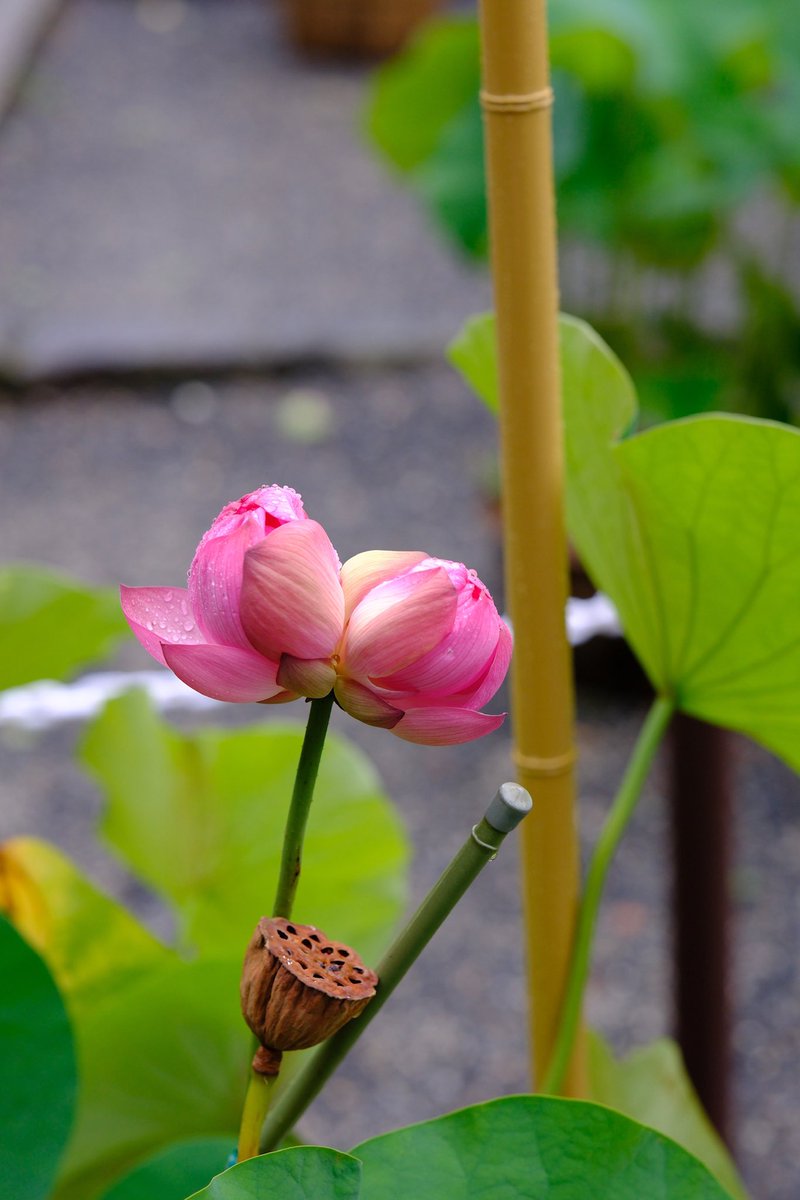 okadera3307's tweet photo. 令和6年7月11日（木）
本日の岡寺【双頭蓮】🪷🪷🙏
今朝遂に開花きました‼️
昨晩午前2時頃に岡寺は猛烈な暴風雨に見舞われたので心配しておりましたが、無事に耐え切って開花してくれました。そして温かく見守って下さいました皆様に感謝申し上げます🙇🏻‍♂️ https://t.co/V0AuwB5RZD