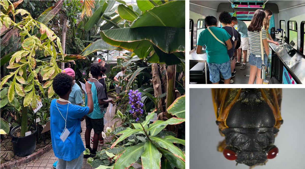 CABBIbio's tweet photo. At the @IGBIllinois Pollen Power summer camp in June, middle school students dove into the fascinating world of plant and pollinator interactions to bring hidden wonders to light! 🌺🐝
The camp is supported by #CABBI and @Unit4Schools! 🌱
Story ➡️ https://t.co/hBoaHGygga https://t.co/pRVK13Pxdr