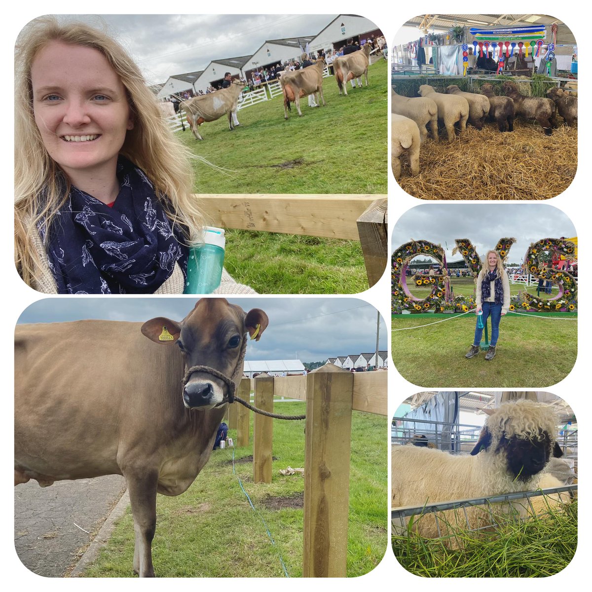 Another fabulous visit to the <a href="/greatyorkshow/">Great Yorkshire Show</a> #gys2024 #teamdairy #sheep 🐮🐴🐑🐷💚