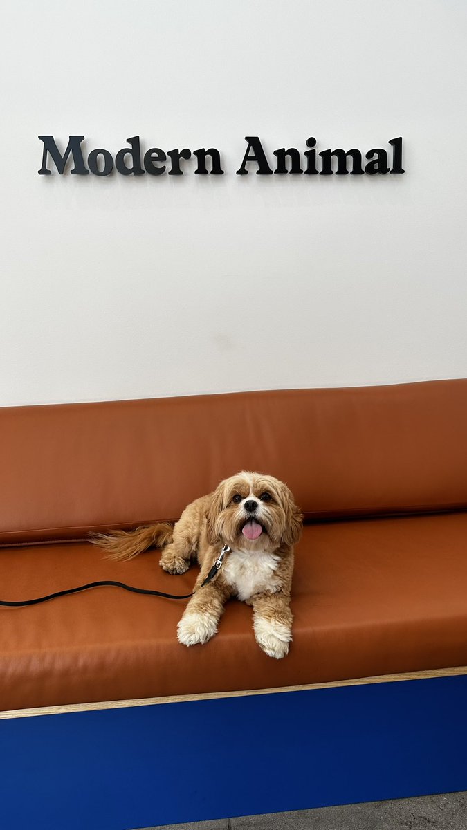 Theta Dogs tweet media