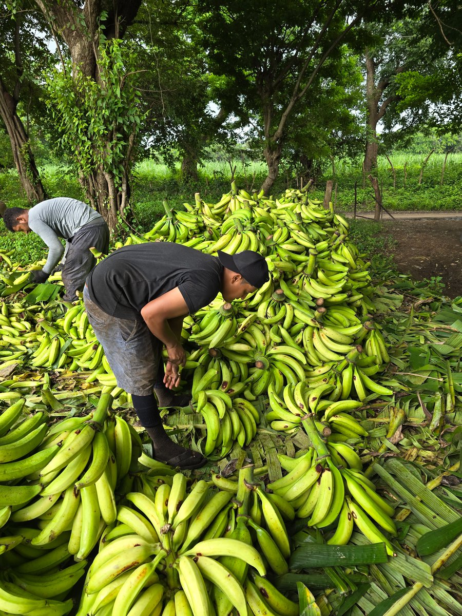 Nicaragua es tierra rica y bendecida seguimos desarrollando tecnica en paz, amor y comunidad #4519LaPatriaLaRevolucion #UnidosEn