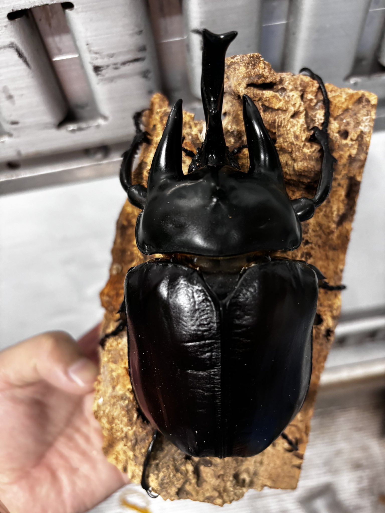 超特大アクティオンゾウカブト標本 124mm 超特大アクティオンゾウカブト標本 124mm 1点もの【昆虫標本