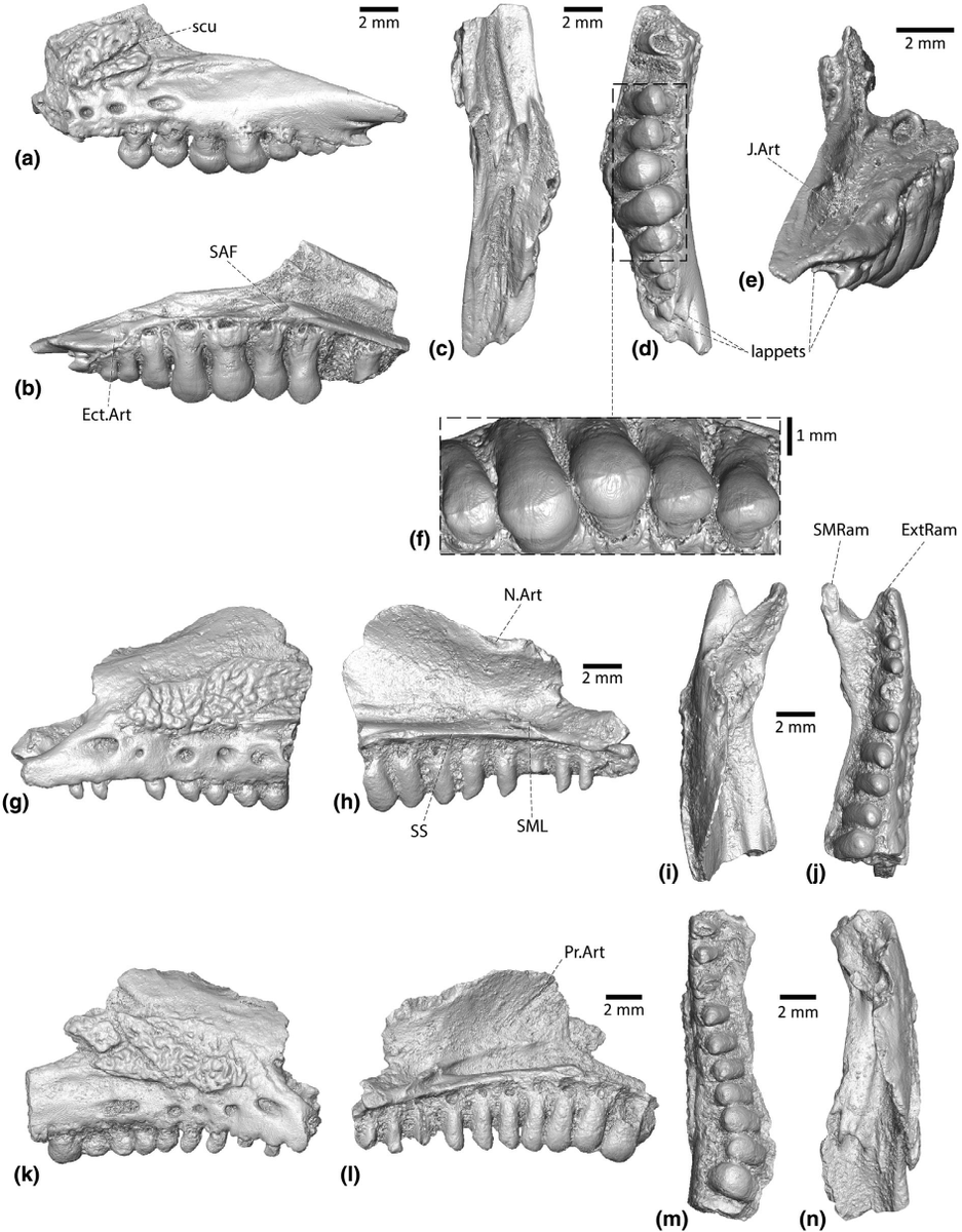 DrGeorgalis's tweet photo. Our new paper in @AnatRecord  on #Pseudopus pannonicus, the largest known #anguid #lizard. We documented abundant fossil material from Hungary and Poland, using also μCT scanning.
https://t.co/yyaL6esj6C
Special thanks to @NCN_PL for supporting my research https://t.co/bbFdDZeyt0