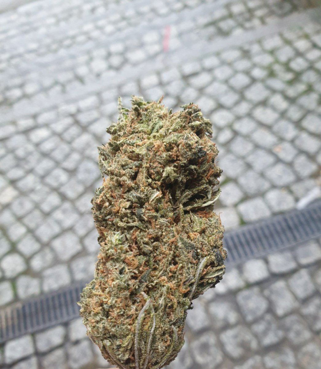 WeedF286's tweet photo. Plan beuh🍁THC passer vos commande. télégramme 👉https://t.co/vQVRcJcHaG
WhatsApp 👉+33754269933
Snap👉https://t.co/KRFRvwVucH

#saintetienne #traveltoparis #francehotel #hoteldeville #touristes #weedparis #weedinparis #franceweed #weedfrance #parisweed #weedinparis 
#weed #shit https://t.co/Den0O84dcw