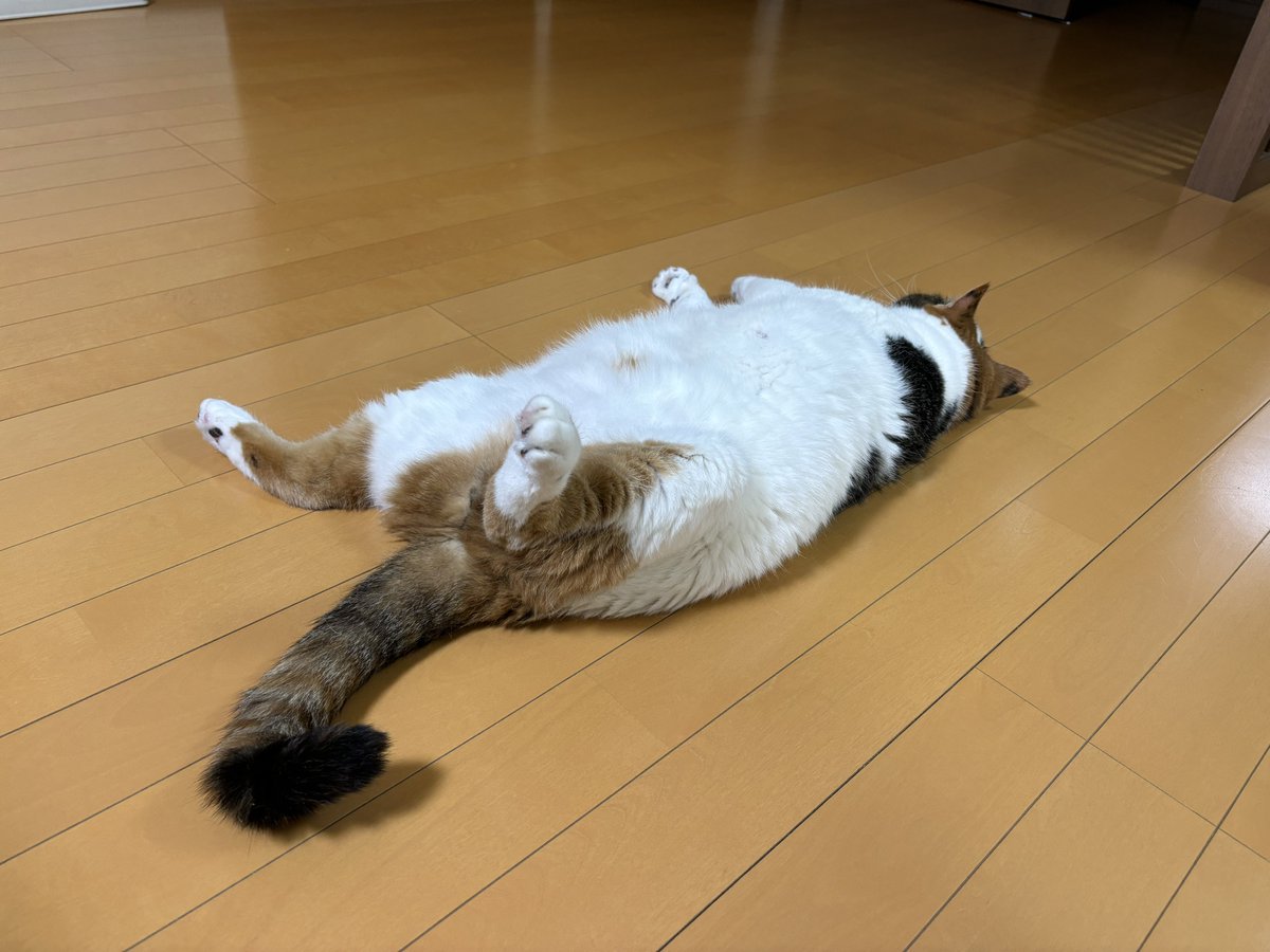mifuyu_916's tweet photo. おはようございます\( 'ω')/ https://t.co/TmHnAy6koD
