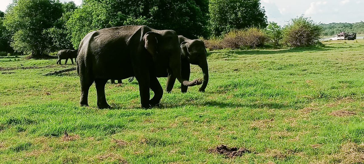 Birkenhead_DoS's tweet photo. Safari day today for the #teambirkenhead 🇱🇰🏏tourists ! Lots of elephants and the odd monkey ! Beautiful sunset in a beautiful country ! 🇬🇧🏏🇱🇰#tripofAlifetime @OldBirkonianSoc https://t.co/qhxgeRyUac