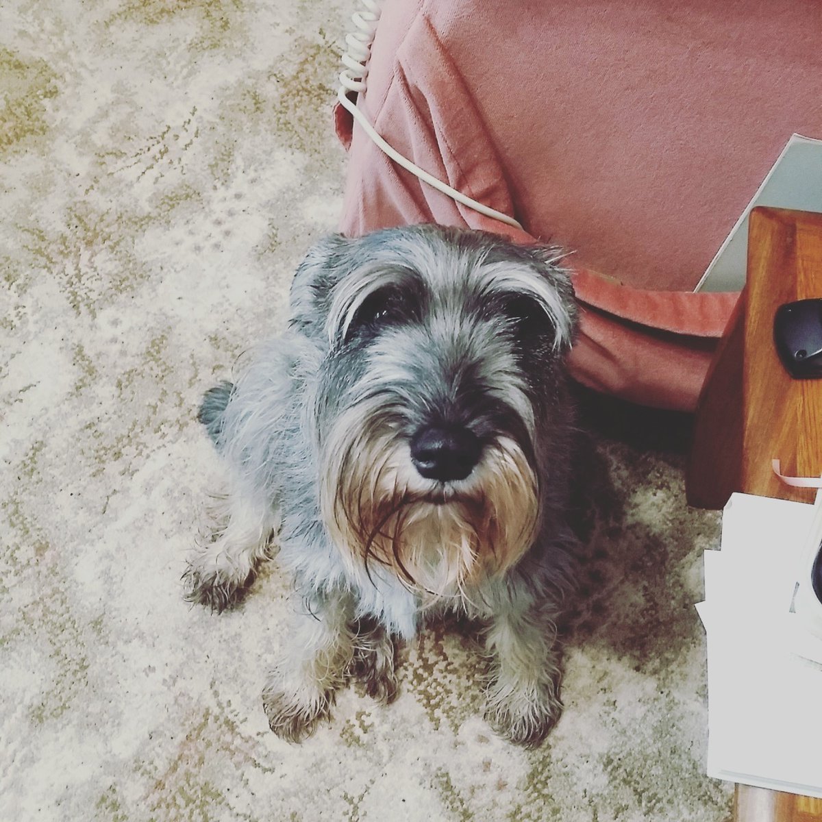 boturitter's tweet image. 19:12 Surprise Dog
 &quot;When you&apos;re trying to be cute, but you just look derpy. #dogsofTwitter #funnydog #derpydog&quot;