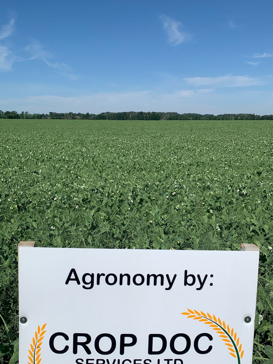 cropdocwatch's tweet photo. I love when a plan comes together showing success.  Give peas a chance https://t.co/JWdO8p5Vjf