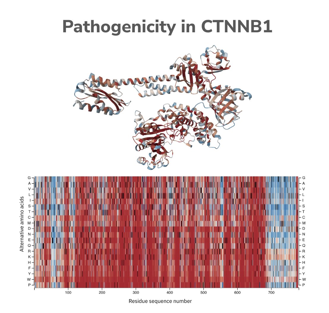 christopherEHop's tweet photo. CTNNB1 Therapeutics - A beta-catenin whose pathogenic variants can cause Severe intellectual disability-progressive spastic diplegia syndrome and various cancers. See Devinebio website to learn more: https://t.co/6A7F0RUHGZ https://t.co/LYSOVEdOh1