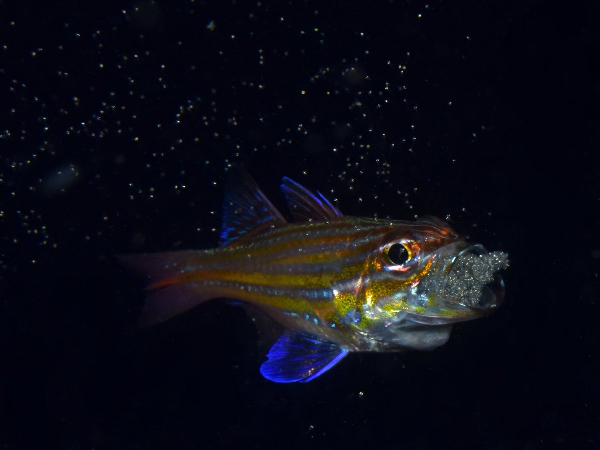 みきちゃん tweet media