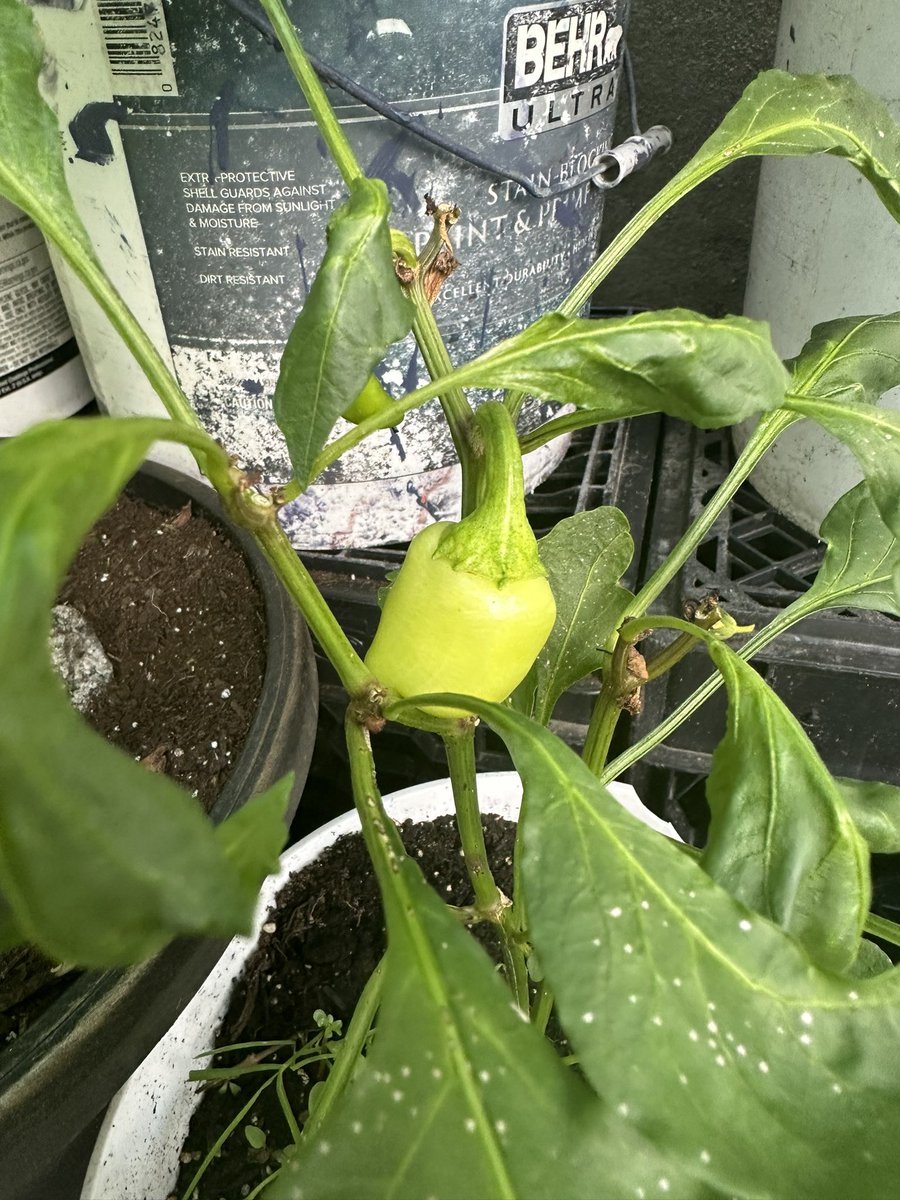 meappie's tweet photo. मन भुलाउने ठॉंउ 😹😹😻 #FunFarming 🪴 🌱 https://t.co/EWRt7wR2QY