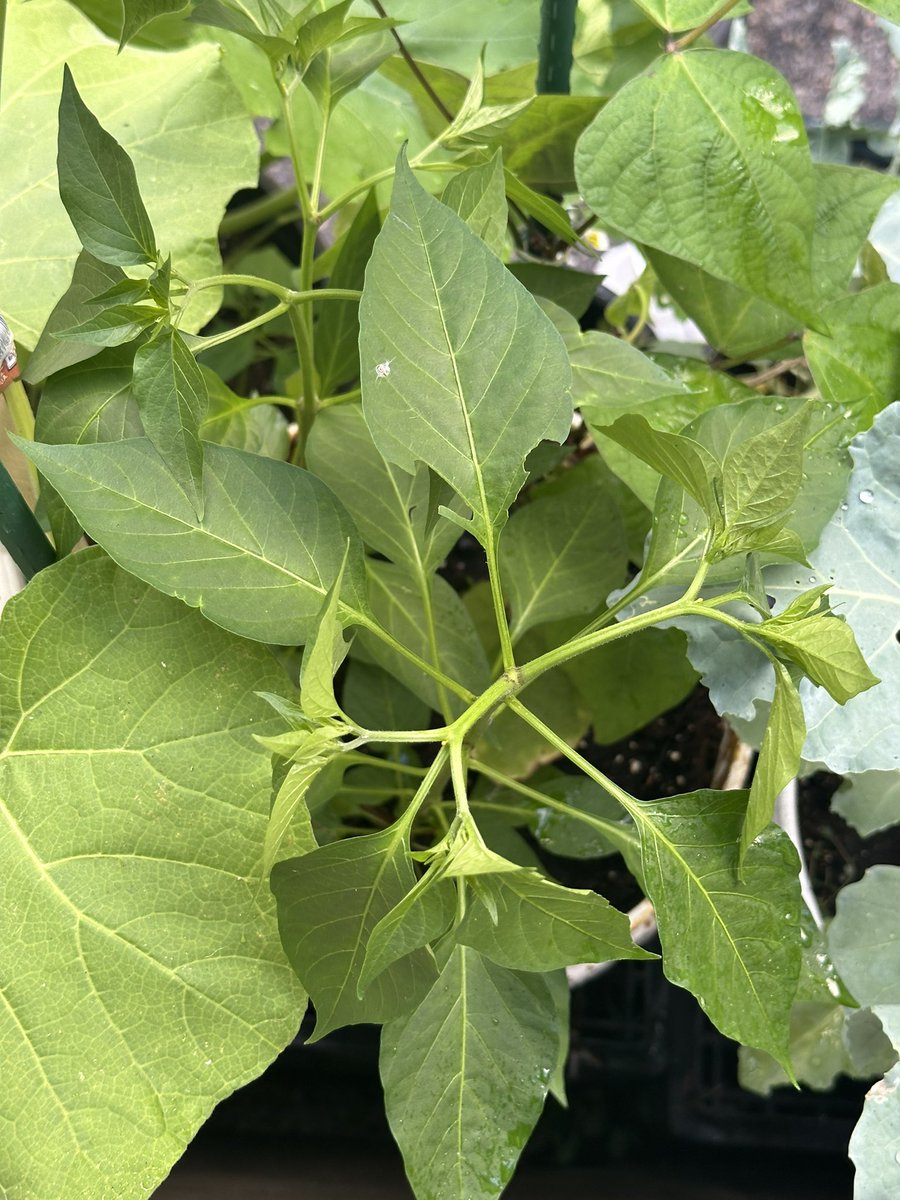meappie's tweet photo. मन भुलाउने ठॉंउ 😹😹😻 #FunFarming 🪴 🌱 https://t.co/EWRt7wR2QY