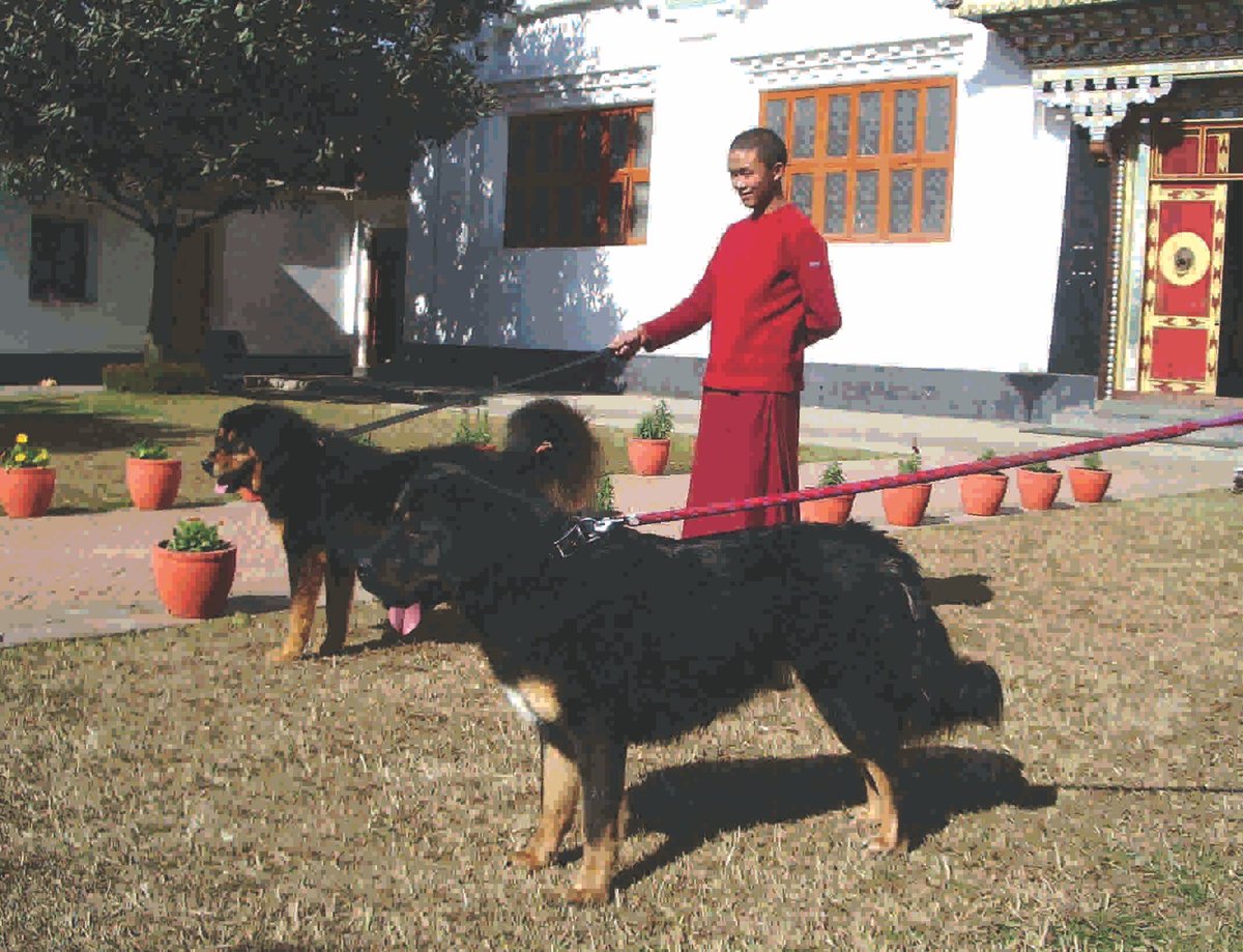 Protector of monastery and Dharma.

It’s Tibetan Mastiff Tuesday.