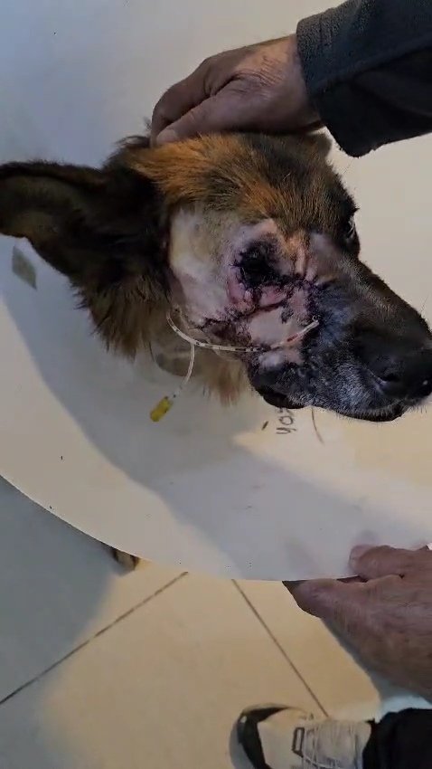 sol_palacios_m's tweet photo. Me llego el presupuesto, ya no se como pedir ayuda 😭el sigue hospitalizado después de su reconstrucción de la carita. Les pidiendo ayuda para el. Porfa no seamos indiferentes antes lo que el esta pasando y el dolor🥺🙏💔
Solange Palacios
Banco estado
Cuenta rut
17376209-7 https://t.co/vmyDvMjVk2