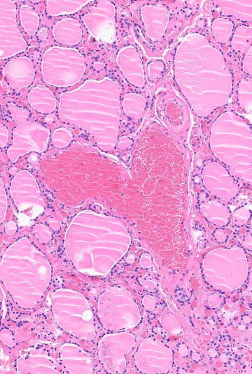 Beatriz Fuga Rossi Teixeira tweet media