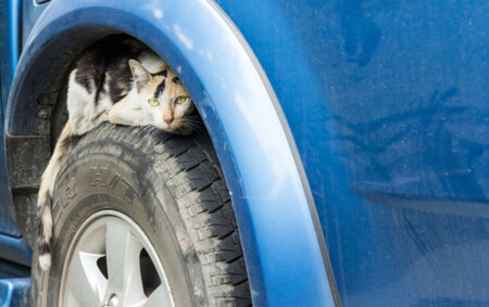 A veces los gatos buscan refugio en los coches: qué hacer si te encuentras con uno atrapado en el motor. 
Hay varios sitios del coche donde se suelen refugiar los gatos: en los pasos de rueda sobre el neumático, bajo el capó en el motor, en la zona de escape, o bajo el coche.