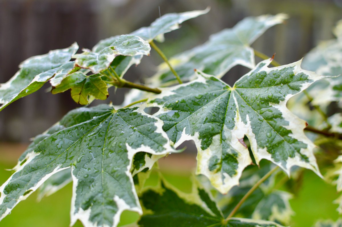 theOntarianGuy's tweet image. Lens Test!