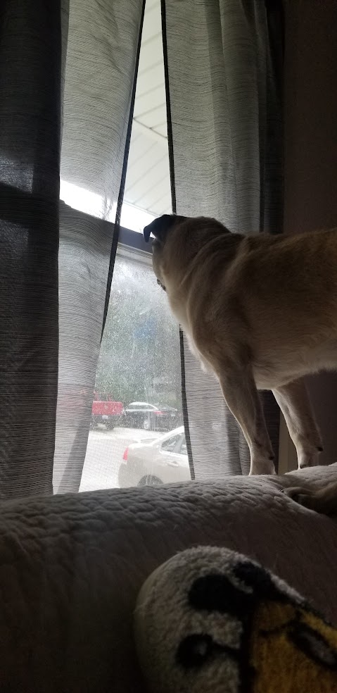 LiamWonderPug's tweet photo. Hi I am Liam from Illinois. I am the mouth of the house.
It thundered again, John came out to check if his truck windows were down.
#pugtalk #kravitzreport #busywednesday #dirtywindow https://t.co/DEihGW2Ul8