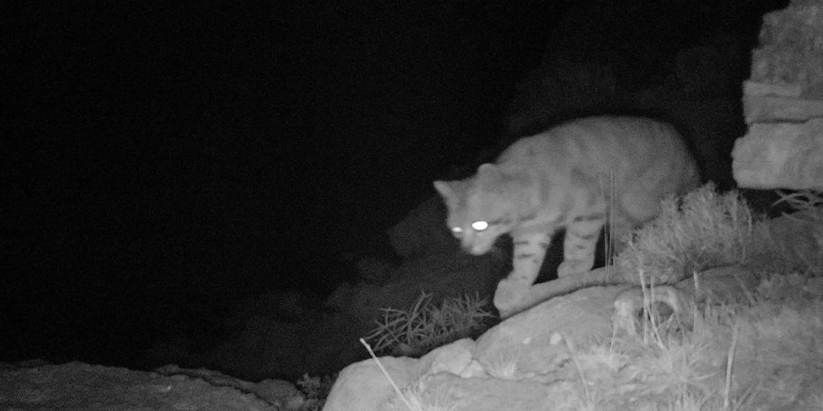 MarceloOrtizTV's tweet image. ATENCIÓN! 🐾 Gracias al esfuerzo de la Dirección de Biodiversidad y Ecoparque, @WCSArgentina y la Alianza del Gato Andino, ¡estos felinos en peligro de extinción vuelven a ser vistos en La Payunia! 🌿 #Conservación #Fauna #Malargüe #Biodiversidad #GatoAndino