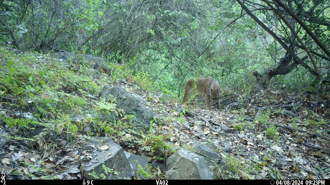 Nuevamente nos visita nuestro amigo de #Puchuncaví <a href="/CentroCeres/">Centro Ceres</a> <a href="/IEBChile/">Instituto de Ecología y Biodiversidad - IEB</a> <a href="/AgroPUCV/">Agronomía PUCV</a> <a href="/AccionClimaPUCV/">Centro de Acción Climática PUCV</a>
