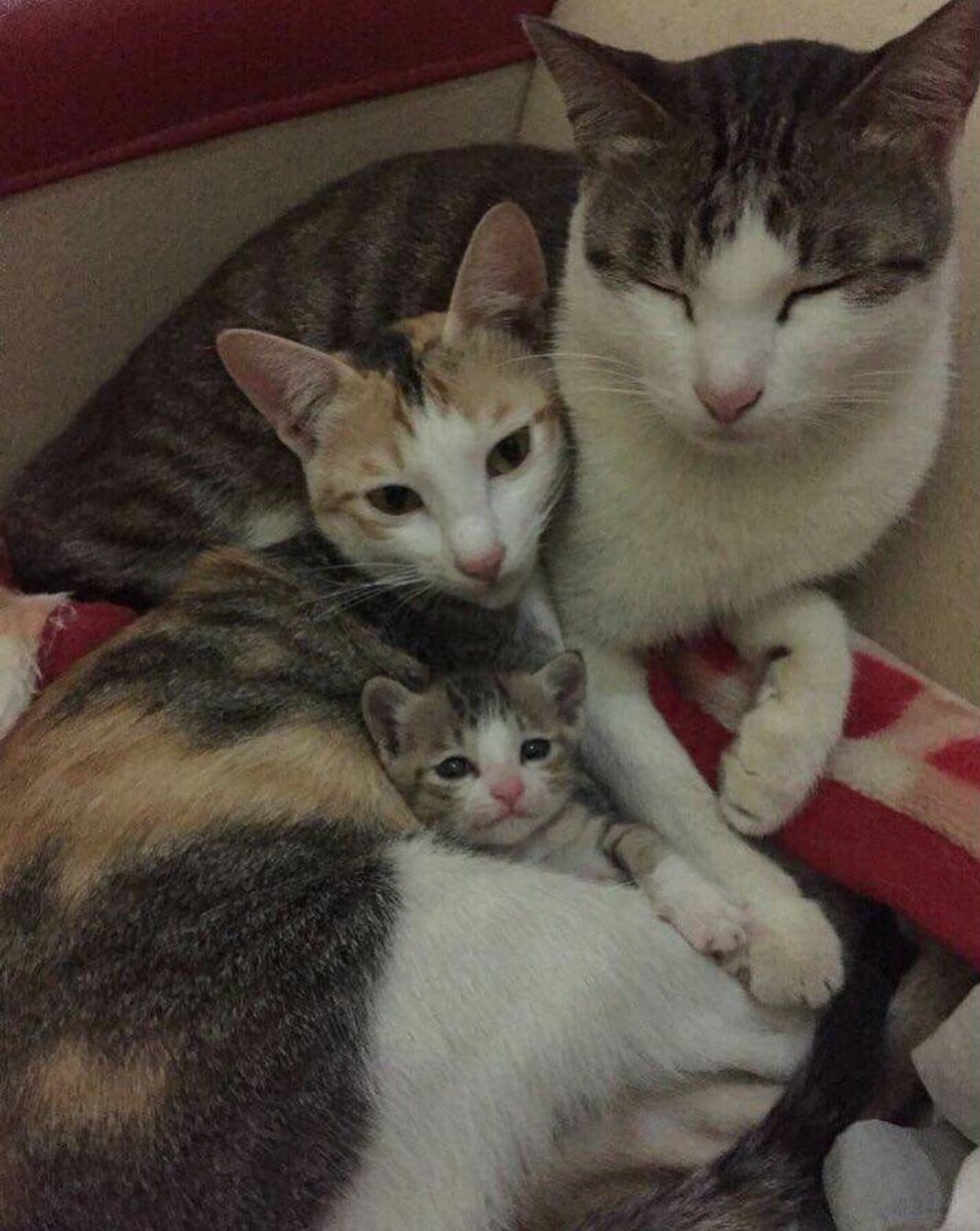 PunchingCat's tweet photo. the purrfect family https://t.co/myuOlYViDD