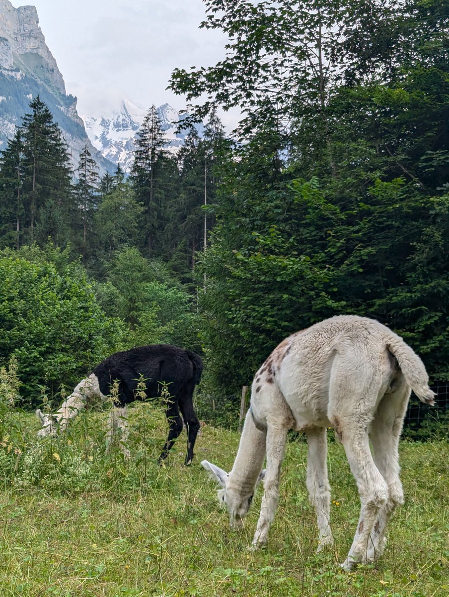 CriptoATH's tweet photo. Y esto es todo. 

Espero que os haya molado el hilo offtopic.

Me despido con estas simpáticas alpacas. 

Si tenéis alguna pregunta, me decís! https://t.co/9WoO7zWPiT